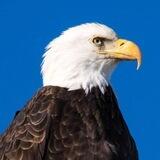 大鹰🦅 国外卡直营
