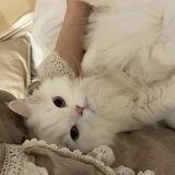 Jjovie
