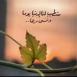 Aboody333