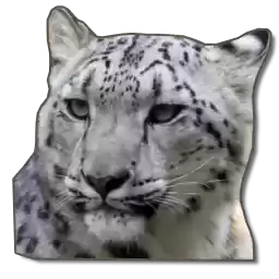 AltaiIrbis