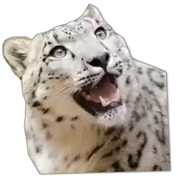 AltaiIrbis