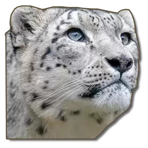 AltaiIrbis