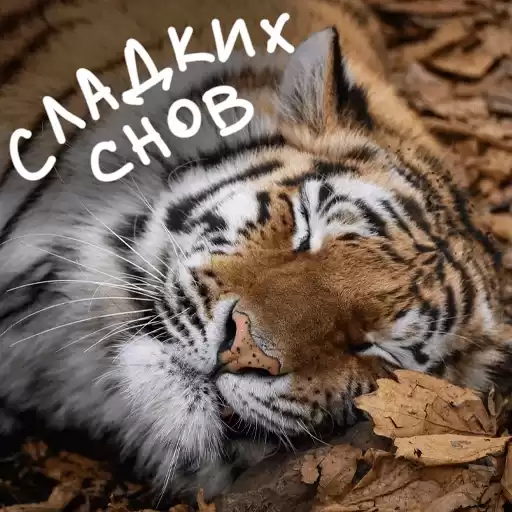 Amur_tigers1