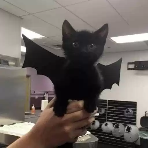 AngryBlackie
