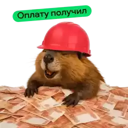 Avito_beavers