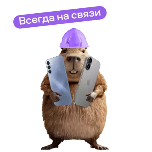 Avito_beavers