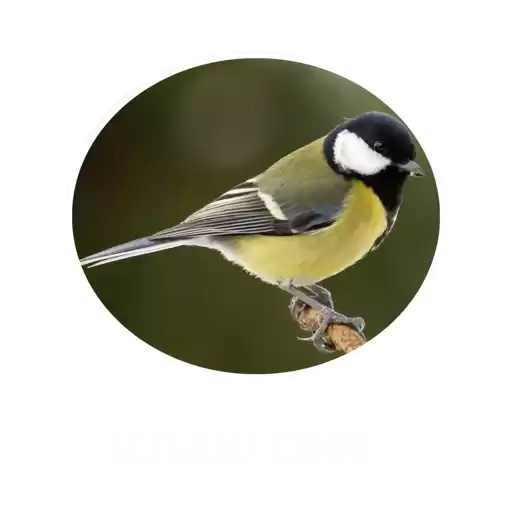 Birds_mospriroda