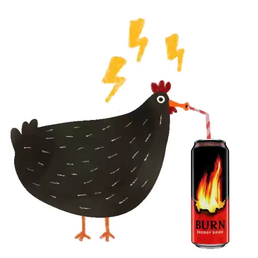 Black_chicken_rsvt