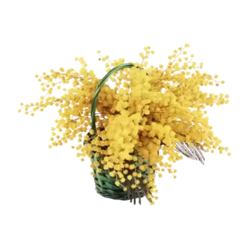 Bloombabybloom
