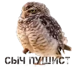 Burrowls