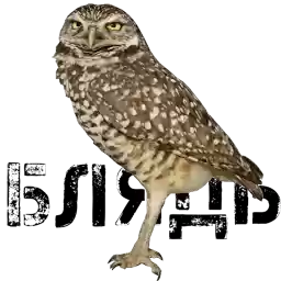 Burrowls
