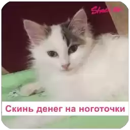 CatsDayShockmeNails