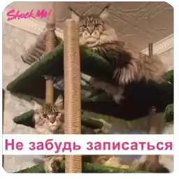 CatsDayShockmeNails