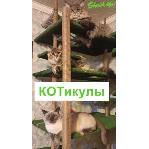 CatsDayShockmeNails
