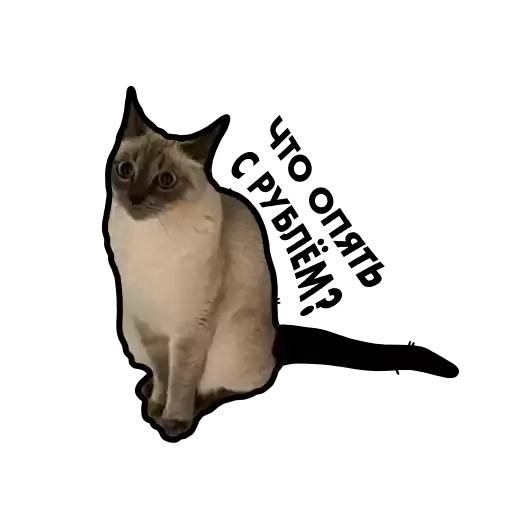 Cats_bitkogan