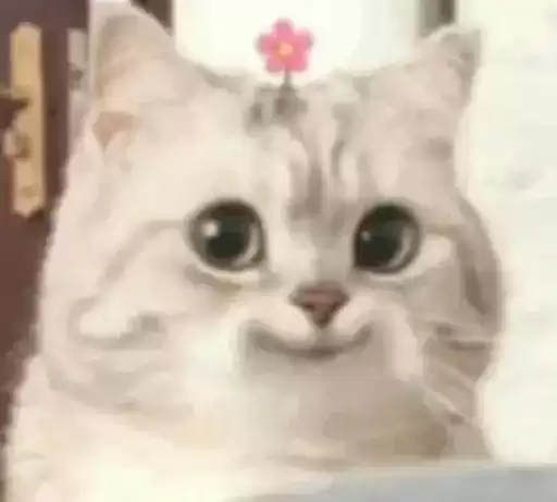 Catsikiii