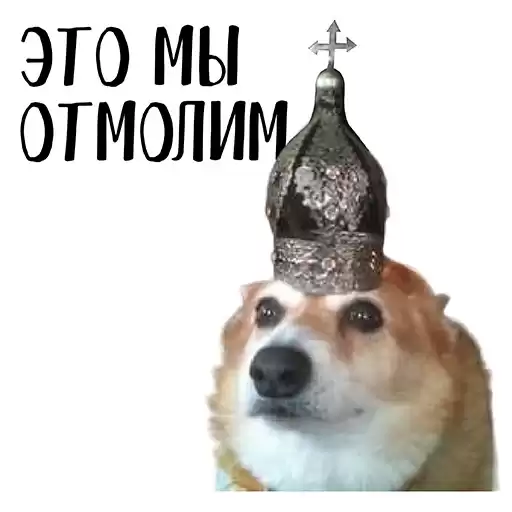 Corgi_moslenta