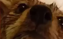 CoyoteTime
