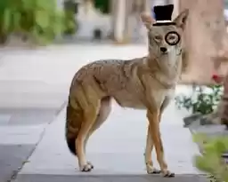 CoyoteTime