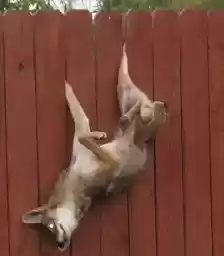 CoyoteTime