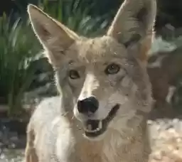 CoyoteTime