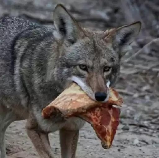 CoyoteTime