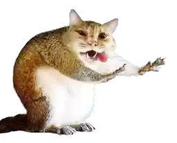 CrazyCatFaces