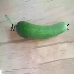Cucumber