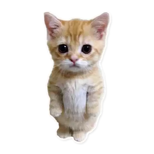 CuteCats