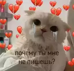 Cutecatsmeme