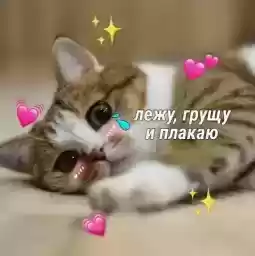 Cutecatsmeme