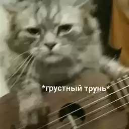 Cutecatsmeme