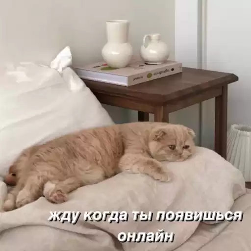 Cutecatsmeme