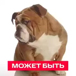 Dog_Day_MTS