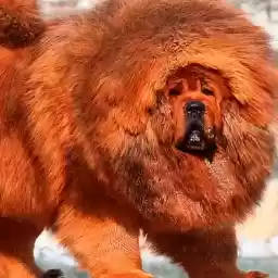 Dog_Day_MTS