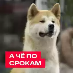 Dog_Day_MTS
