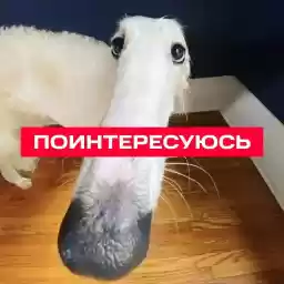 Dog_Day_MTS