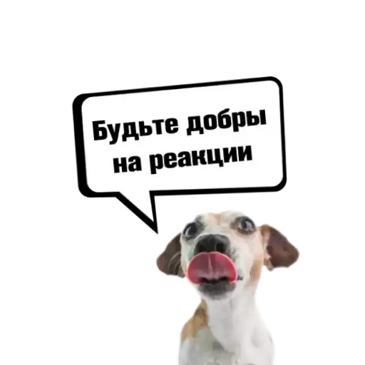 DogsSilastories