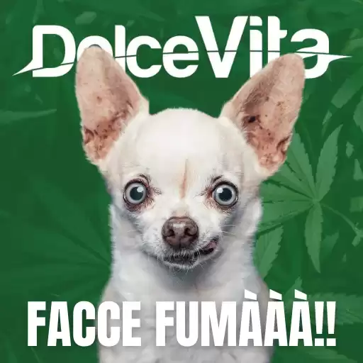 Dolcevita420