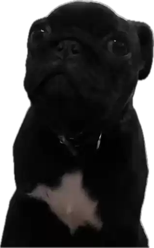 Double_Dog