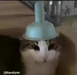 Giflandiyaaa_by_fStikBot