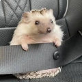Hedgehogs_Stickers