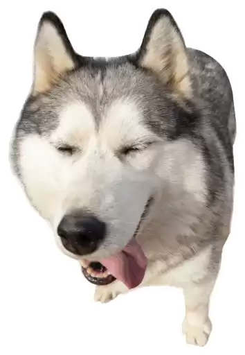 HuskyGreta