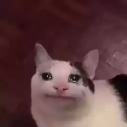 ItsBeluga