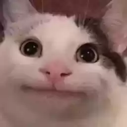 ItsBeluga