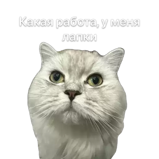 KUTEHOK_KOTEHOK