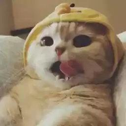 KittyTeddyPack_by_demybot