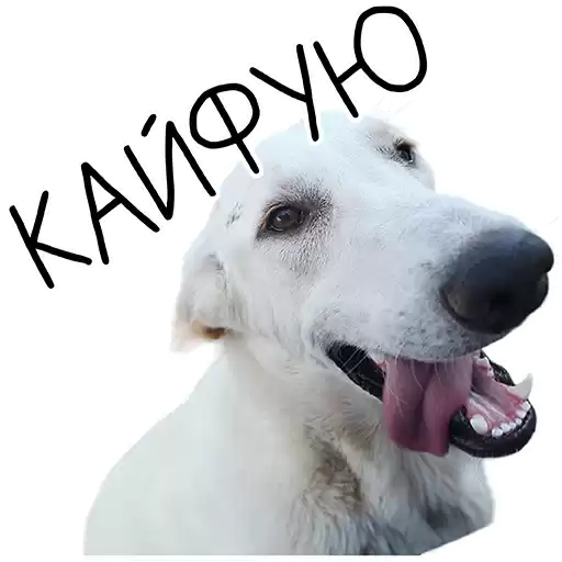 LentaDobra_VetlandAdoption