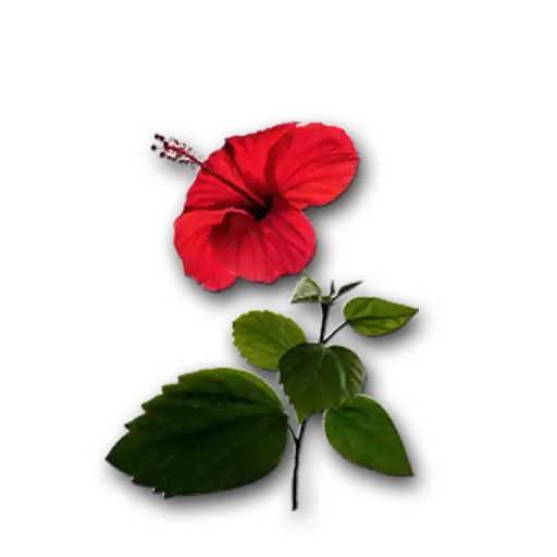 LoFlower