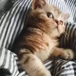 LolAnimals